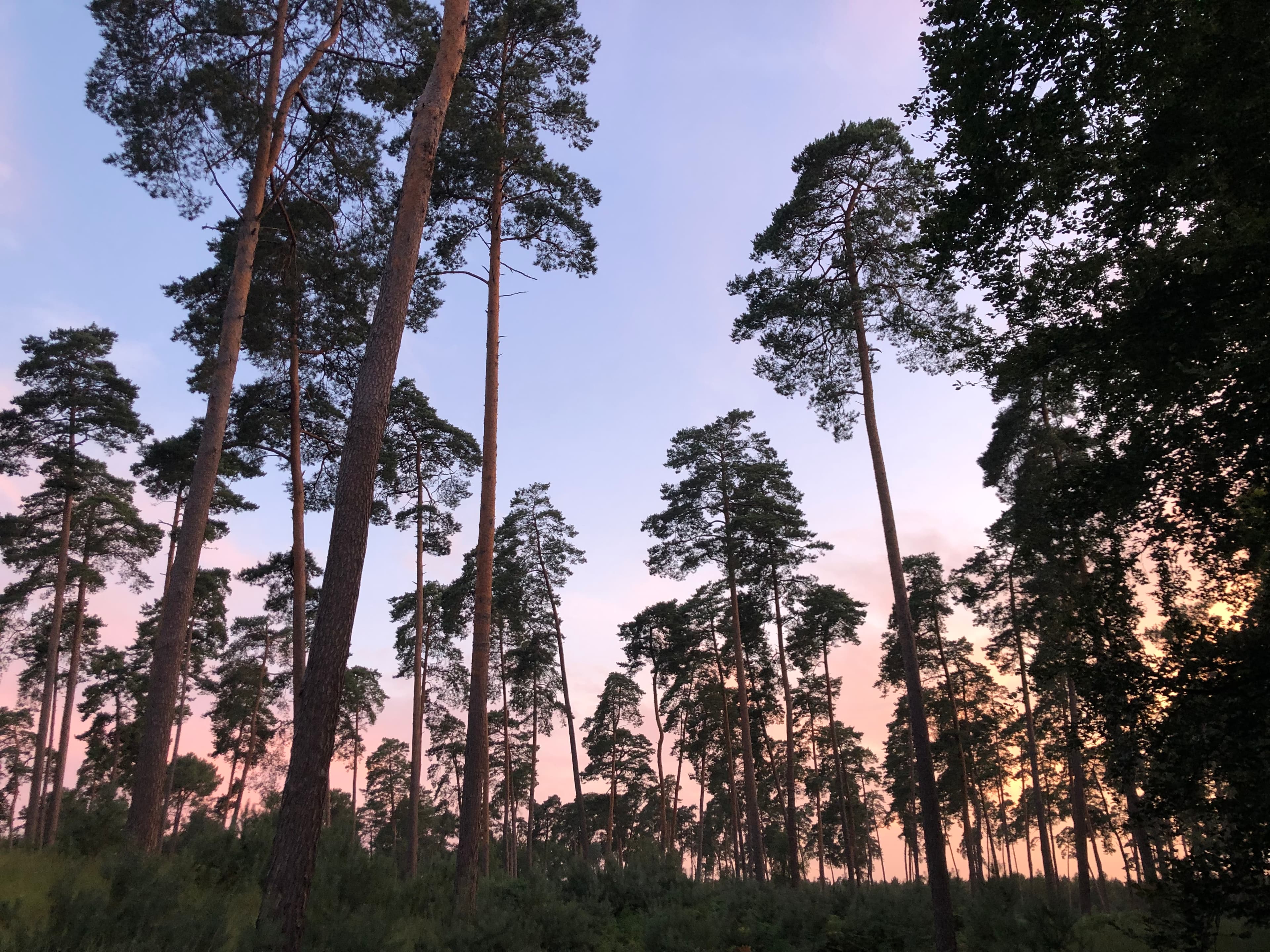 Marche en forêt du coucher de soleil aux premières étoiles