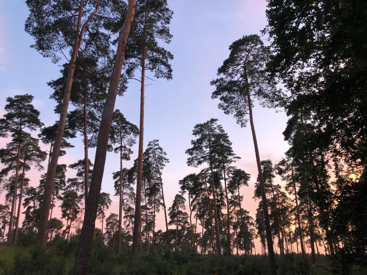 Marche en forêt du coucher de soleil aux premières étoiles