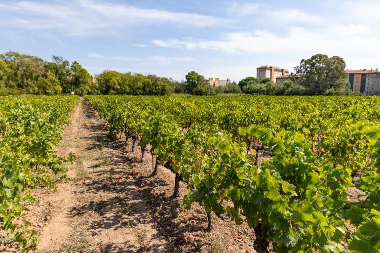 Visite guidée du domaine - Jas des Oliviers