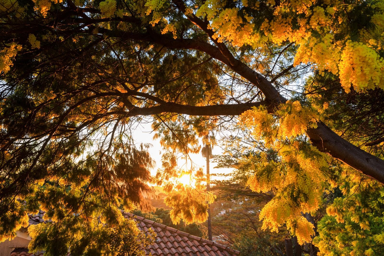 Balade naturaliste - Au coeur du Tanneron et ses mimosas
