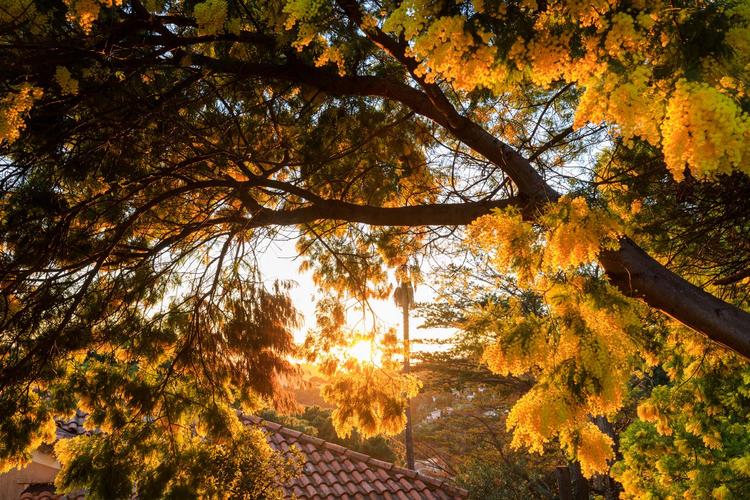 Balade naturaliste - Au coeur du Tanneron et ses mimosas