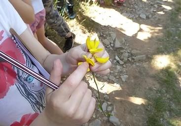 Sortie scolaire nature : Histoire de fleurs !