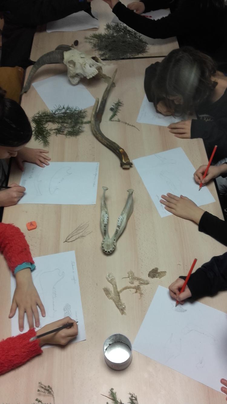 Sortie scolaire : sur les traces des animaux !