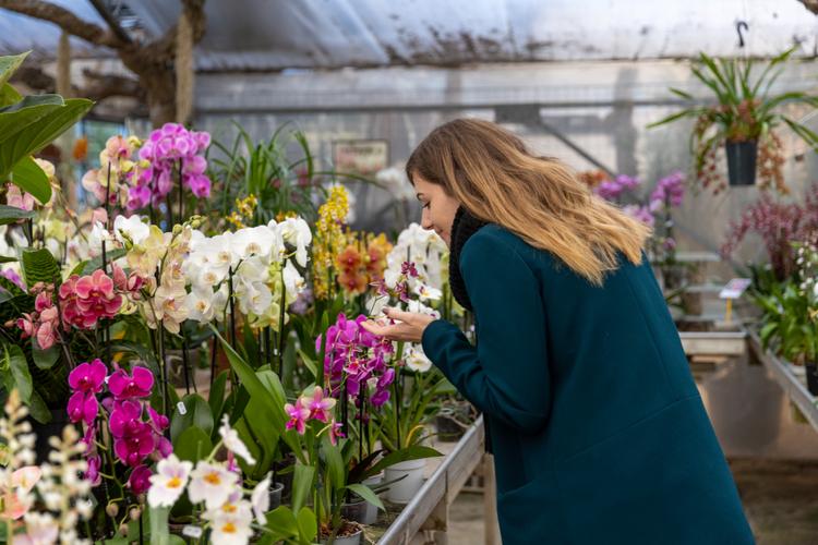 A la découverte du monde magique des orchidées