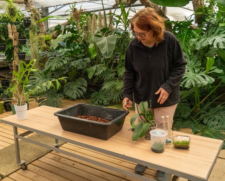 Stage autour des plantes - Orchidées