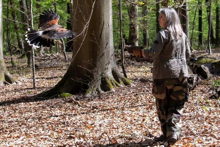 Atelier Découverte de la Fauconnerie