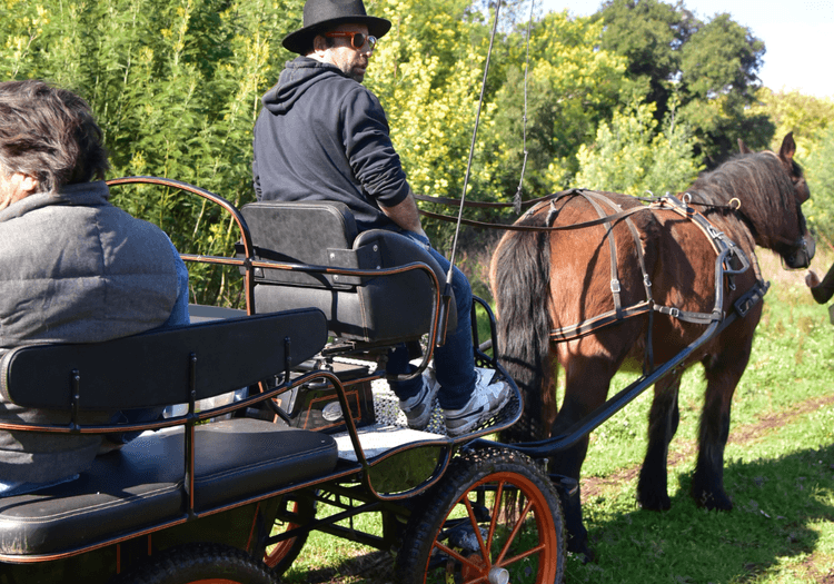 Balade en calèche au cœur des vignes