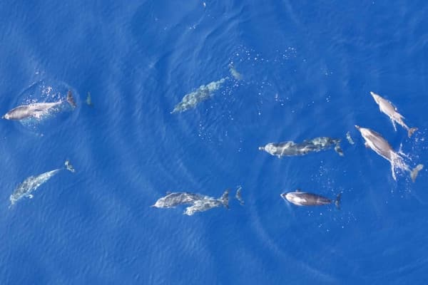 Dauphins & cétacés - Depart Saint Raphael