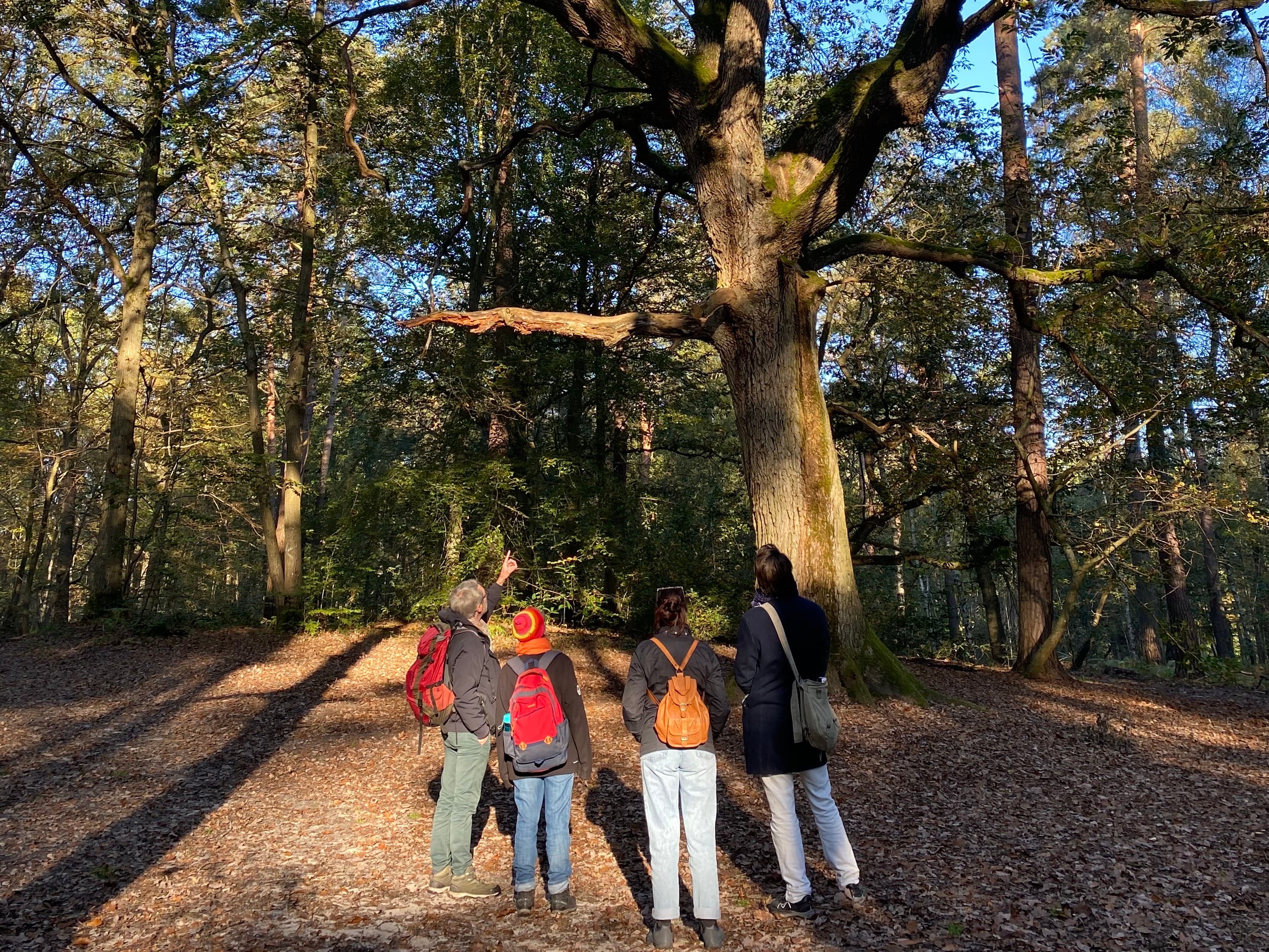 Balade immersive en forêt – Tous les sens en éveil !