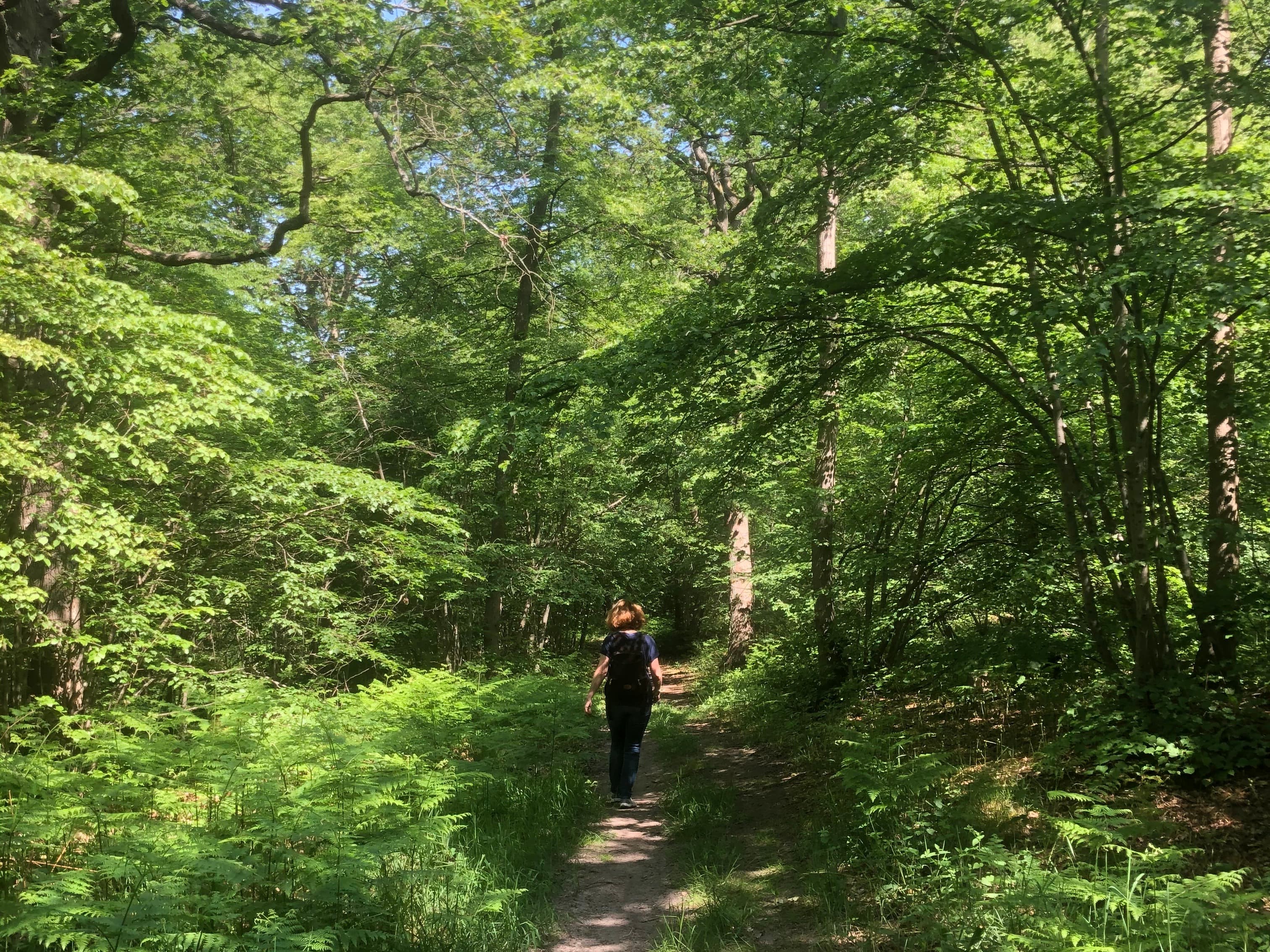 Balade immersive sur mesure dans le Massif des Trois Forêts, pour 1 ou 2 personnes.
