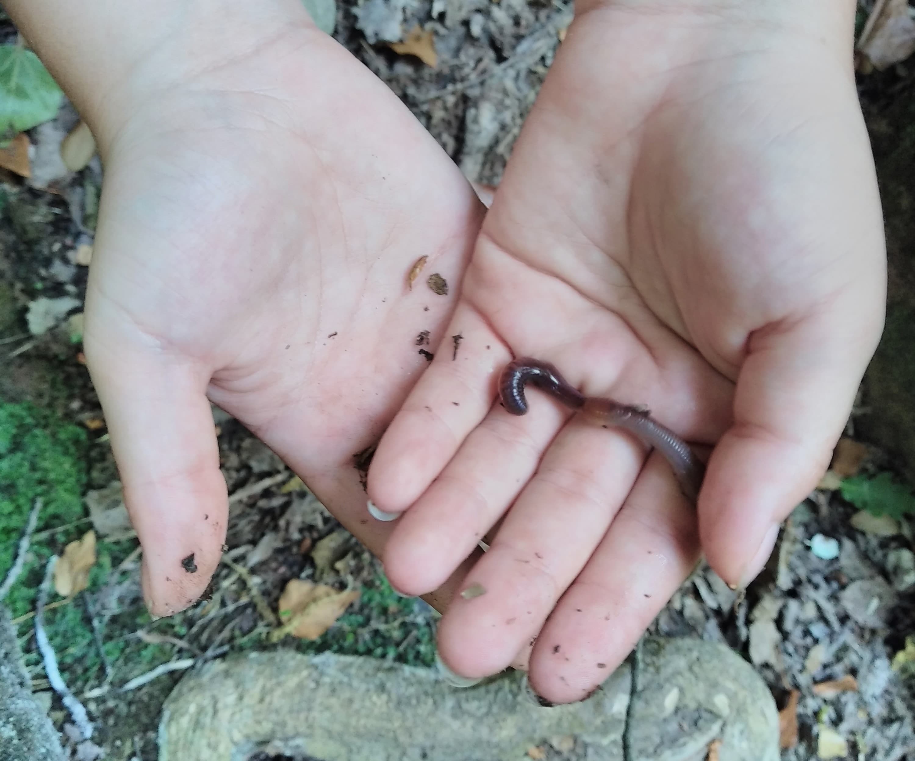 Sortie scolaire : jardinons bio !