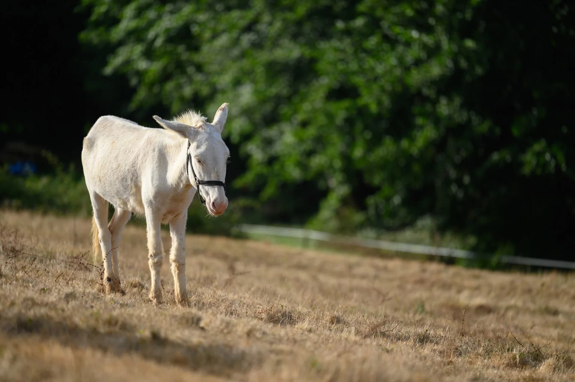 Promenade ludique à la ferme