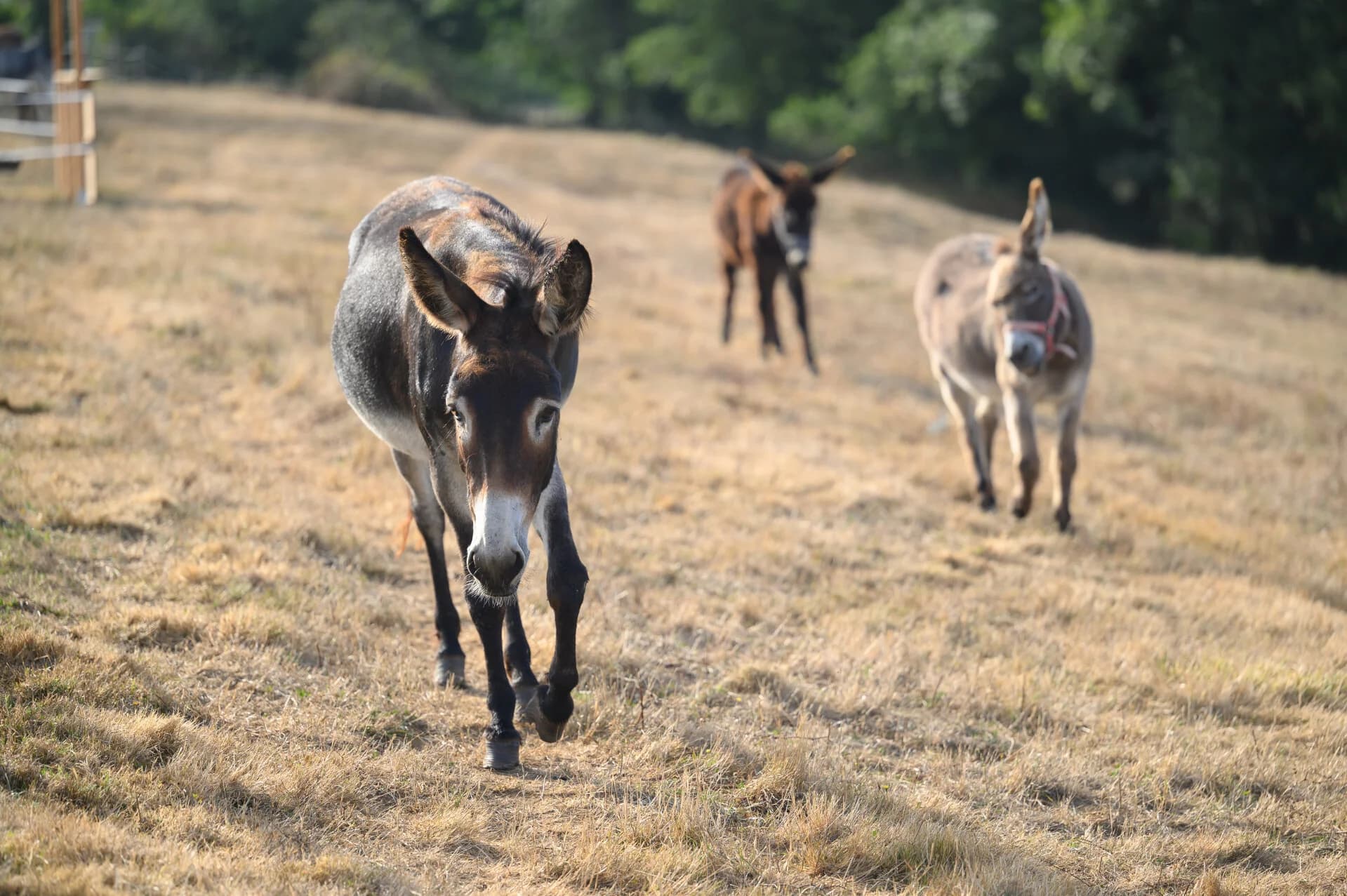 Visite guidée à la ferme