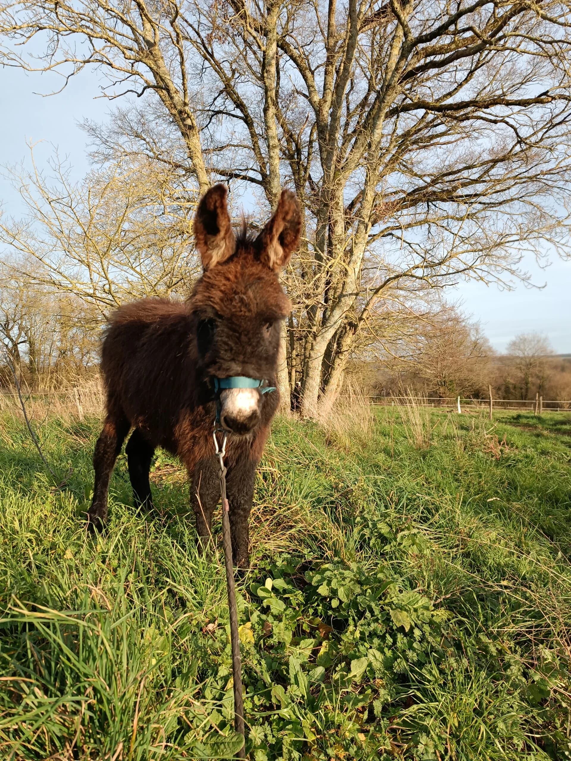 Activité "Baby âne" de 18 mois à 3 ans
