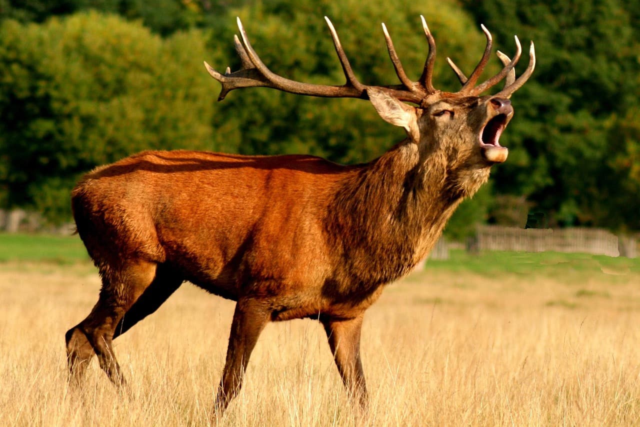 Sortie Brame du Cerf en forêt de Chantilly